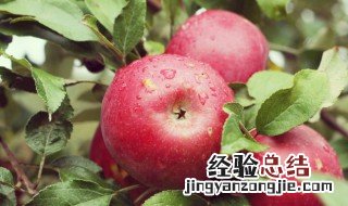 营养价值最高的水果排名 营养价值最高的水果排名第一