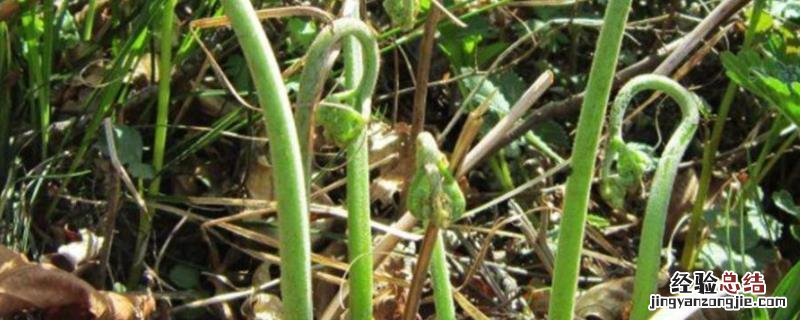 蕨菜的种植时间与方法,适合在什么土壤当中种植