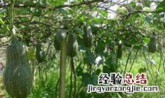 个头大的蜜本南瓜品种 个头大的蜜本南瓜品种有哪些