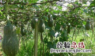 个头大的蜜本南瓜品种 个头大的蜜本南瓜品种有哪些