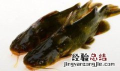 河鱼中那个品种的鱼最有营养 这个品种的河鱼最有营养