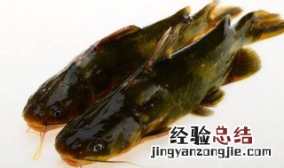 河鱼中那个品种的鱼最有营养 这个品种的河鱼最有营养