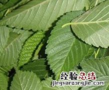 榆树叶的功效与作用及药用价值柳树叶 榆树叶的功效与作用