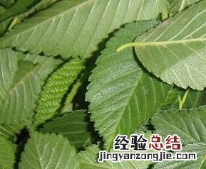 榆树叶的功效与作用及药用价值柳树叶 榆树叶的功效与作用