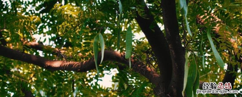 皂角树的种植及管理方法，对土地有什么要求