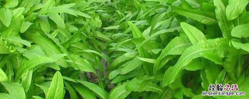 油麦菜菜种植时间和方法,附管理办法
