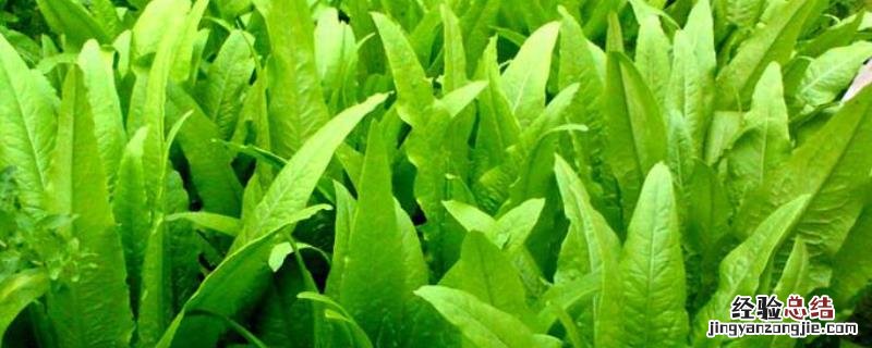 油麦菜种子怎么种,油麦菜种子不催芽可以播种吗
