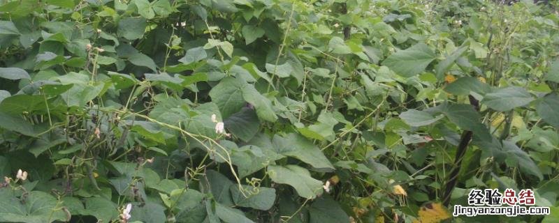 扁豆的种植方法和时间，附栽培技术要点