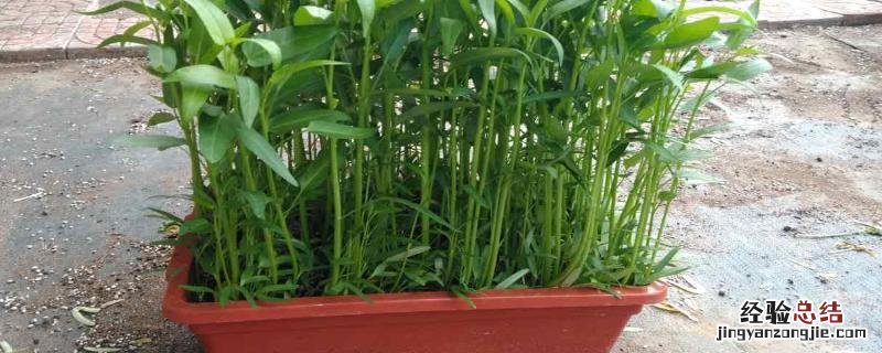 空心菜盆栽种植方法，需要间苗吗 空心菜怎么盆栽