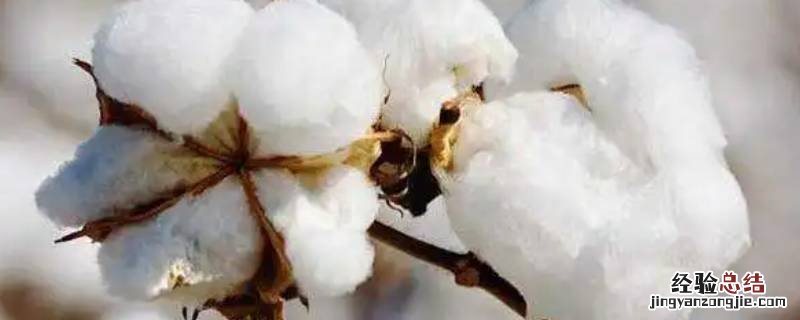 像木头棉花这样的材料叫什么材料 木头和棉花是属于什么材料