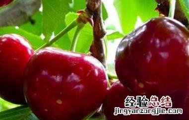 含铁的食物有哪些 含铁的食物有哪些食物