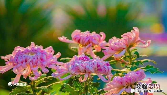 近种篱边菊后面一句是什么 篱边菊什么意思