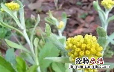 清明菜的功效与作用及食用禁忌 清明菜的功效与作用