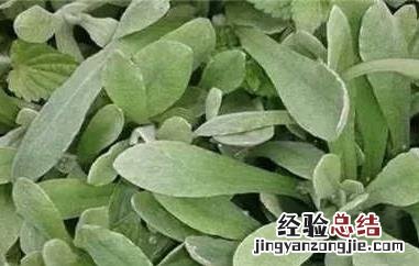 清明菜的功效与作用及食用禁忌 清明菜的功效与作用