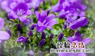 紫色桔梗花的花语是什么 紫色桔梗花的花语是什么意思