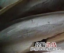 海螵蛸图片 海螵蛸图片大全
