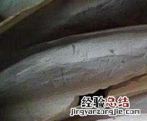 海螵蛸图片 海螵蛸图片大全