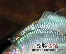 白鲑的功效与作用禁忌 白鲑的功效与作用