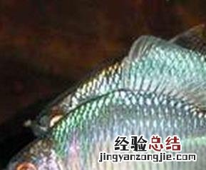 白鲑的功效与作用禁忌 白鲑的功效与作用