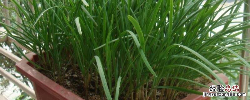 韭菜盆的種植方法和時間，用什麽盆子比較好
