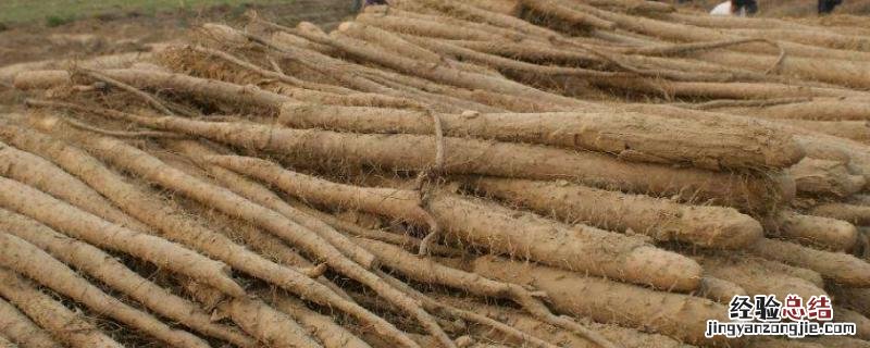 山药的种植方法与管理方法是什么 山药如何种植，附栽培管理