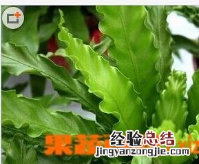 鸟巢蕨的作用和功效 鸟巢蕨的作用和功效图片