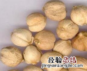白豆蔻图片大全 白豆蔻图片