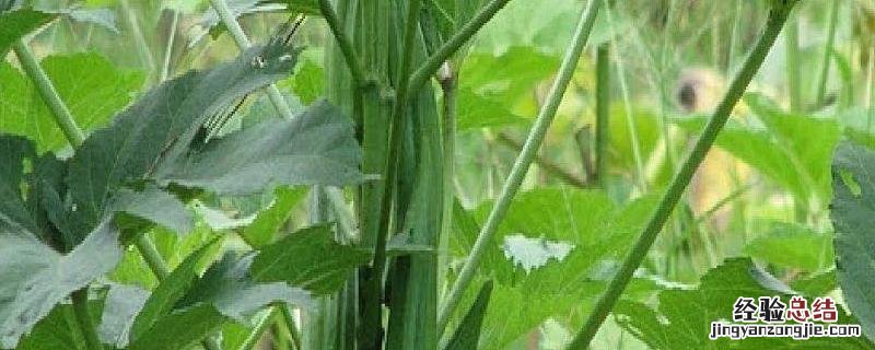 黄秋葵种植时间和方法,阳台上怎么种植