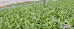 油麦菜大棚秋冬栽培要点 油麦菜大棚种植技术，温度多少合适
