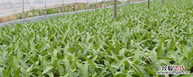 油麦菜大棚秋冬栽培要点 油麦菜大棚种植技术,温度多少合适