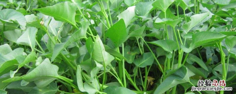 空心菜种植时间和方法,种植多久可以采收