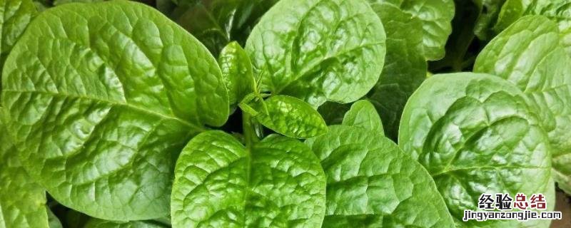 木耳菜种植时间和方法,种子如何处理才能播种