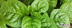 木耳菜种植时间和方法，种子如何处理才能播种