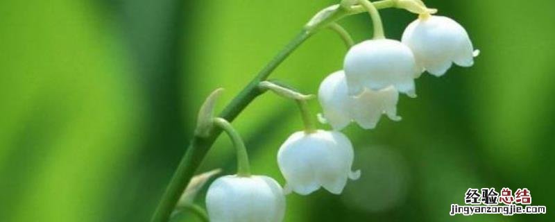 玲兰花种植方法和时间,一般是什么季节开花