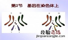 萨顿根据什么提出了基因在染色体上的推论 为何萨顿推测基因在染色体上?
