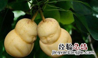 人参果哪些人适合吃 人参果那些人不适合吃
