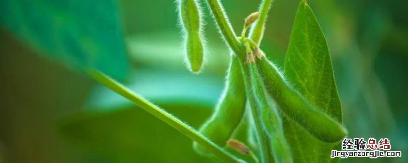 毛豆种植技术与时间,如何才能高产 毛豆怎么种植价值产量高