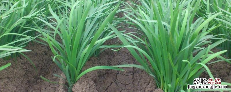 韭菜栽培技术及要点,什么时候种植合适