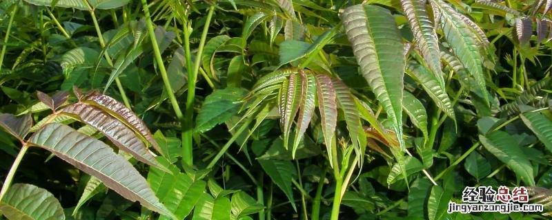 香椿温室反季节栽培技术，香椿苗放冰箱能保存多久