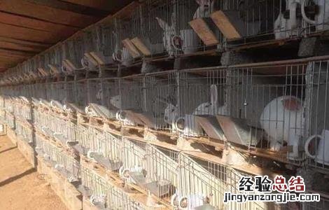 兔子繁殖率高吗 如何提高兔子的繁殖率