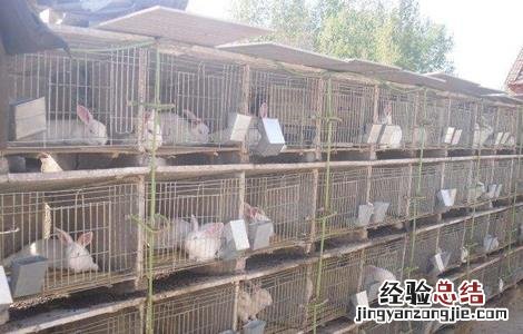 兔子繁殖率高吗 如何提高兔子的繁殖率