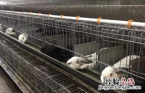 兔子繁殖率高吗 如何提高兔子的繁殖率