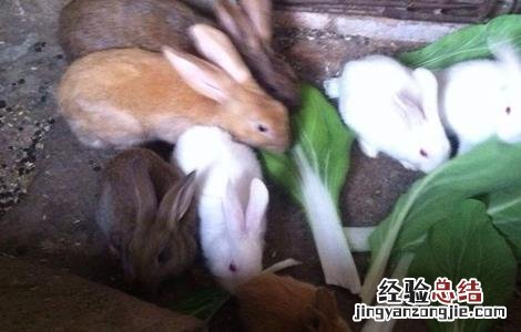 兔子繁殖率高吗 如何提高兔子的繁殖率