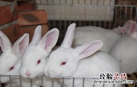 兔子繁殖率高吗 如何提高兔子的繁殖率