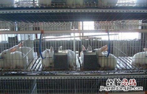 兔子养殖技术 兔子怎么养