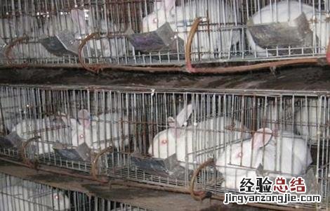 兔子养殖技术 兔子怎么养