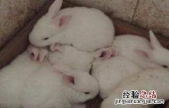 兔子养殖技术 兔子怎么养
