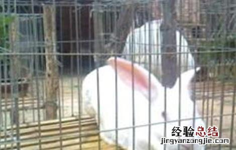 獭兔引种注意事项有哪些 獭兔引种注意事项