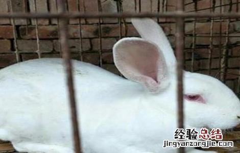 獭兔引种注意事项有哪些 獭兔引种注意事项