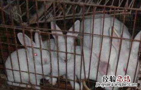 獭兔引种注意事项有哪些 獭兔引种注意事项
